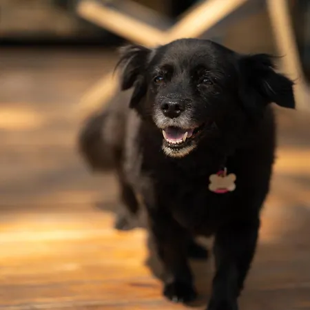 Klimatyzowane Premium - Maszoperia Sun4hel - Letnia Baza Snowshow Na Polwyspie Helskim ヤスタルニャ