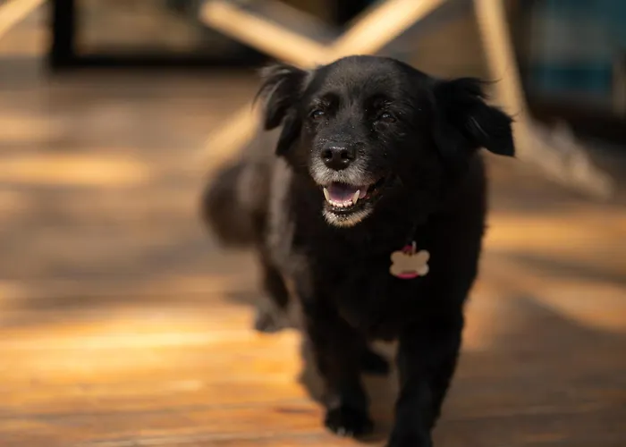 Klimatyzowane Premium - Maszoperia Sun4hel - Letnia Baza Snowshow Na Polwyspie Helskim Jastarnia